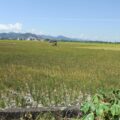 El Nino Ancam Ribuan Hektare Sawah di Pinrang, KNPI Soroti Lambannya Mitigasi Pemkab