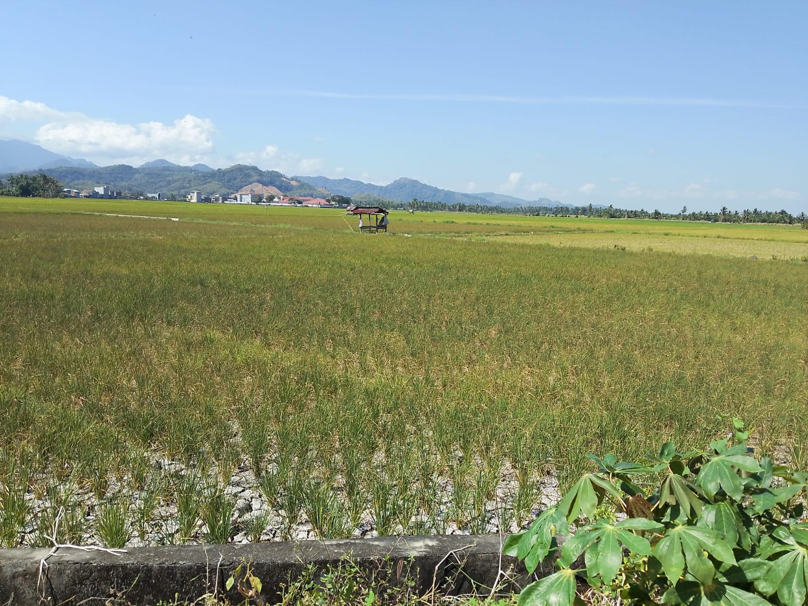 Sawah Mengering di Pinrang Akibat Dampak El Nino